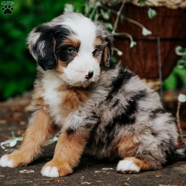 Melissa, Mini Bernedoodle Puppy