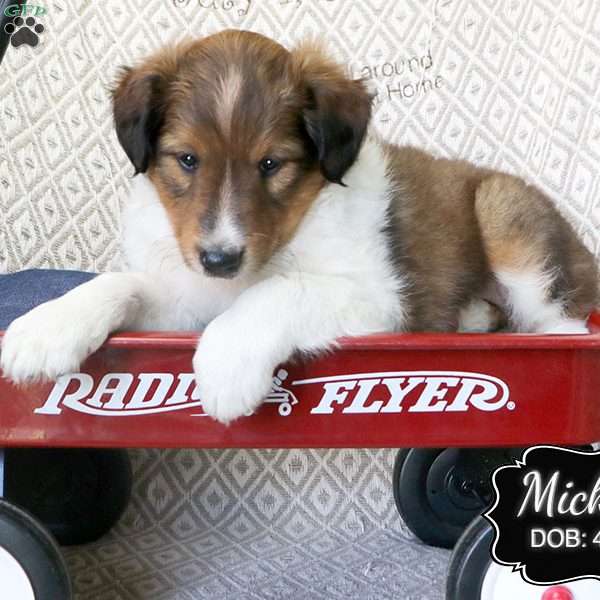 Mickey, Sheltie Puppy