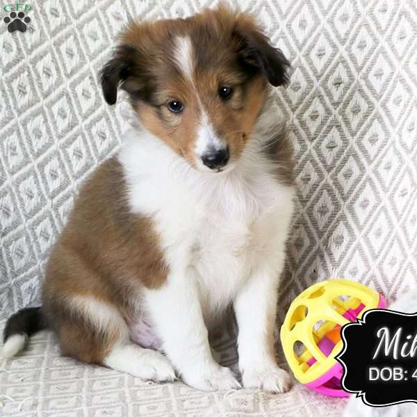 Mike, Sheltie Puppy