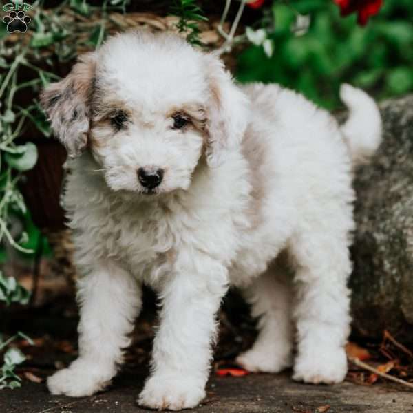 Millie, Mini Bernedoodle Puppy