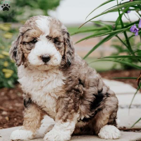 Milly, Bernedoodle Puppy