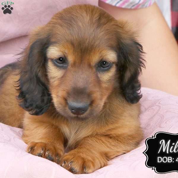 Millie, Dachshund Puppy