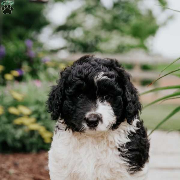 Milo, Bernedoodle Puppy