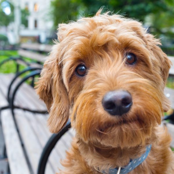 mini goldendoodle on a park bench