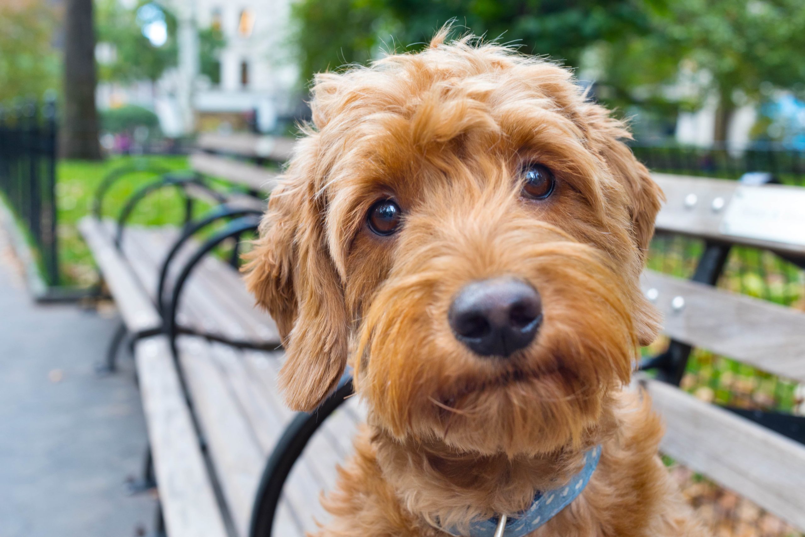 La-ppisch/dogs can’t see colors Can Dogs See Color? – American Kennel Club