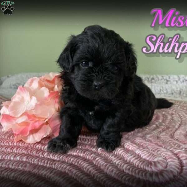 Misty, Shih-Poo Puppy