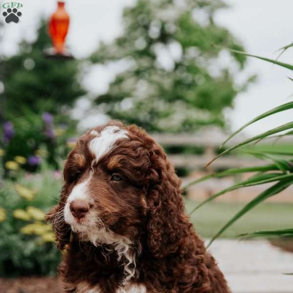 Mocha, Bernedoodle Puppy