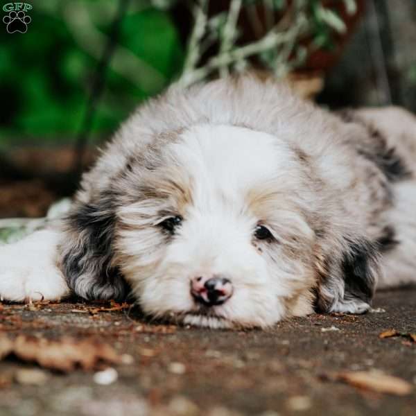 Murphy, Mini Bernedoodle Puppy