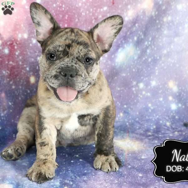 Nate, French Bulldog Mix Puppy