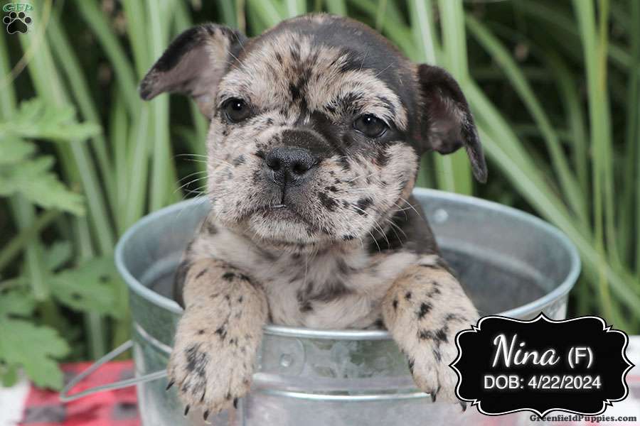 Nina - French Bulldog Mix Puppy For Sale in Pennsylvania