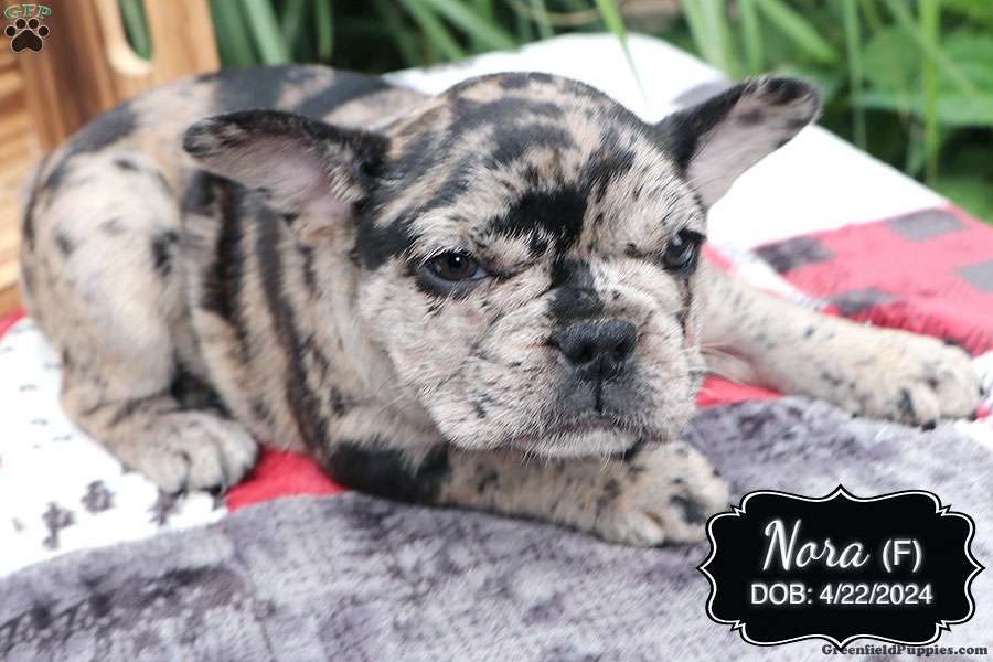 Nora - French Bulldog Mix Puppy For Sale in Pennsylvania