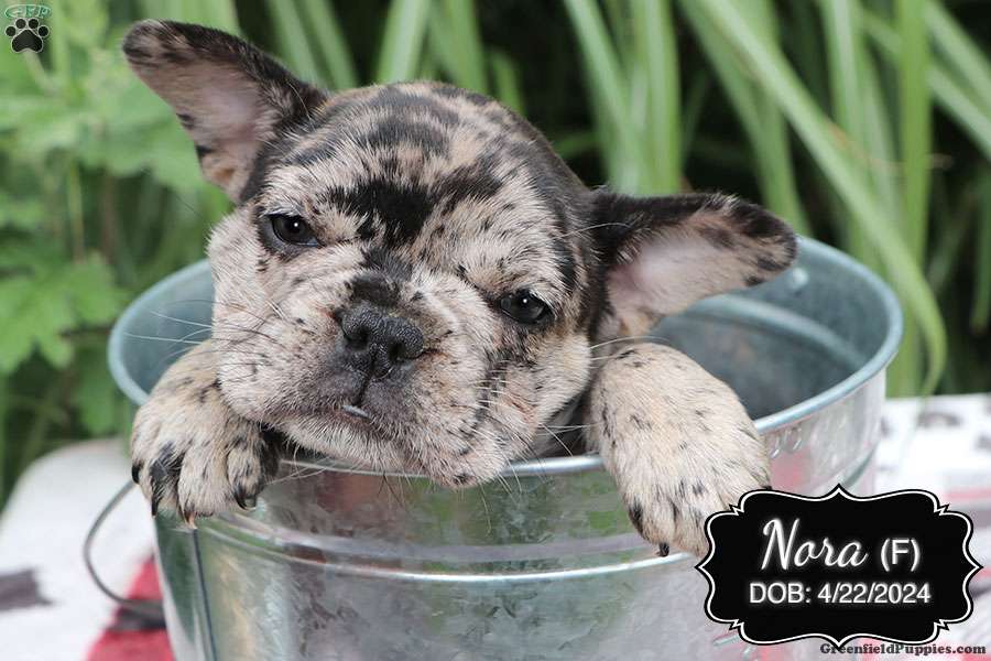 Nora - French Bulldog Mix Puppy For Sale in Pennsylvania