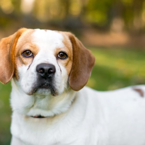 older beagle mix with tear stains