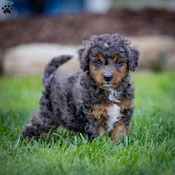 Parker, Cavapoo Puppy