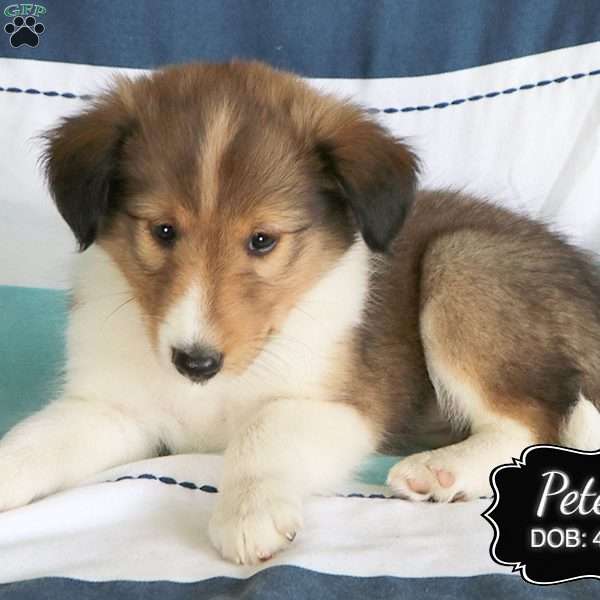 Petey, Sheltie Puppy