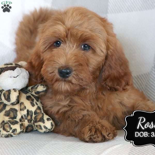Rosey, Cockapoo Puppy
