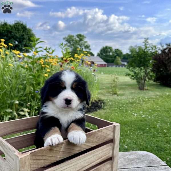 Ruth, Bernese Mountain Dog Puppy