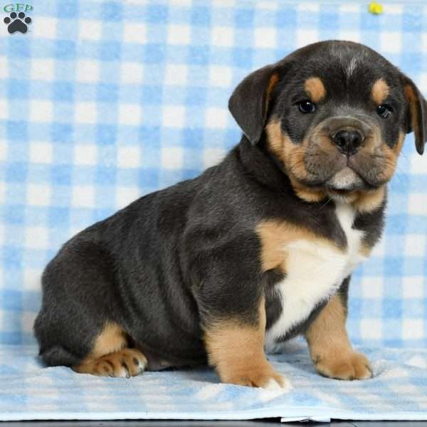 Sasha, Beabull Puppy