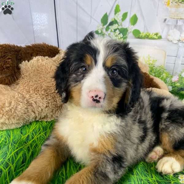 Koda, Mini Bernedoodle Puppy