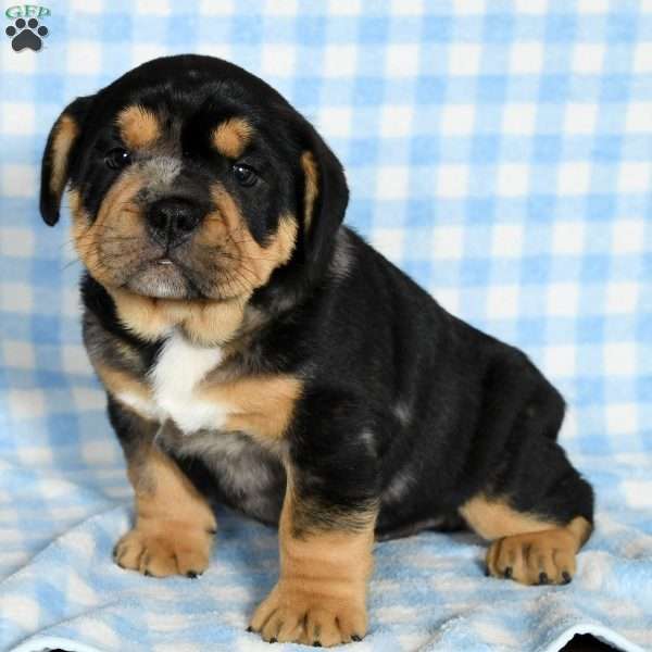 Tank, Beabull Puppy