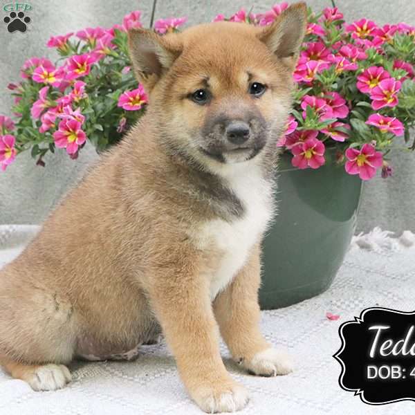 Teddy, Shiba Inu Puppy