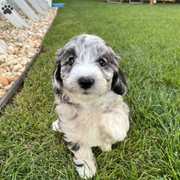 Baylee, Mini Sheepadoodle Puppy