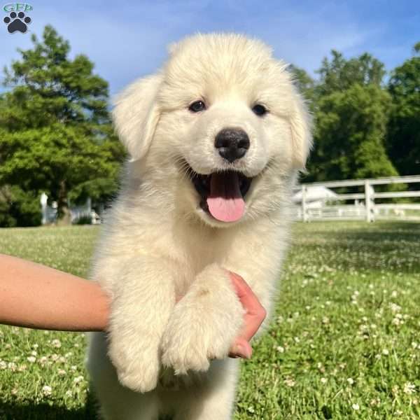 Richard, Great Pyrenees Puppy