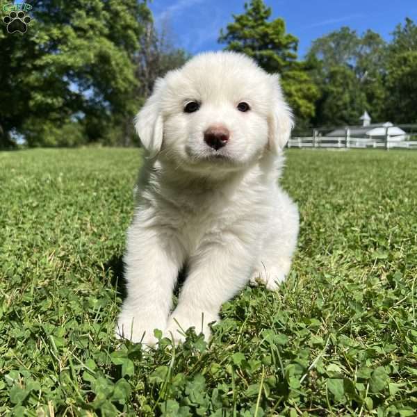 Violet, Great Pyrenees Puppy