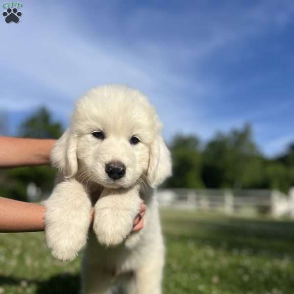 Zion, Great Pyrenees Puppy