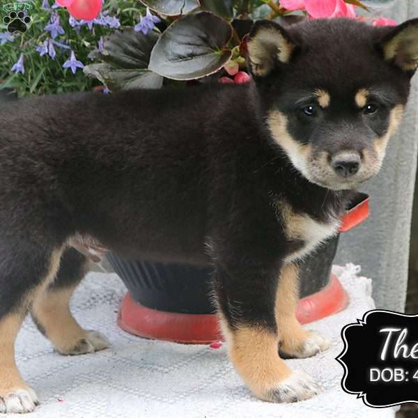 Theo, Shiba Inu Puppy