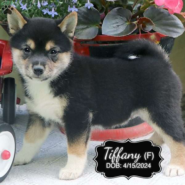 Tiffany, Shiba Inu Puppy