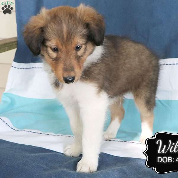 Willie, Sheltie Puppy