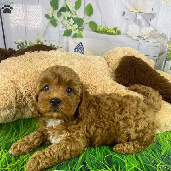 Rosie, Cavapoo Puppy