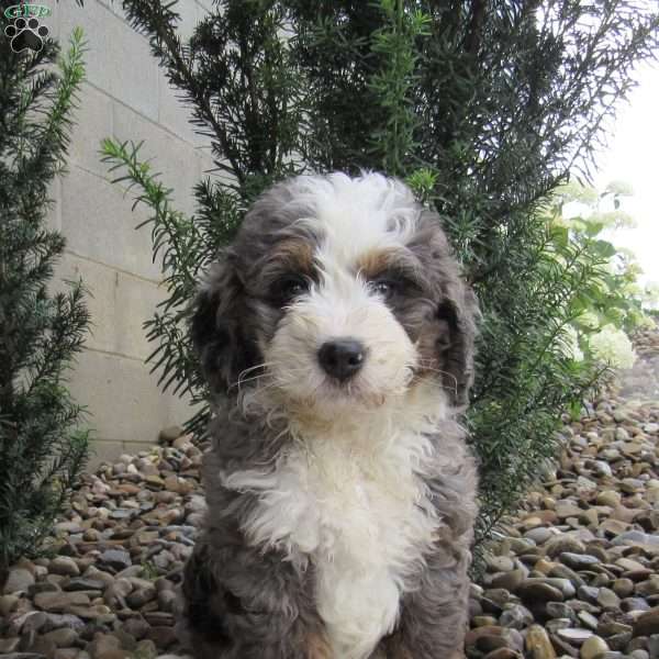 Victor, Mini Bernedoodle Puppy