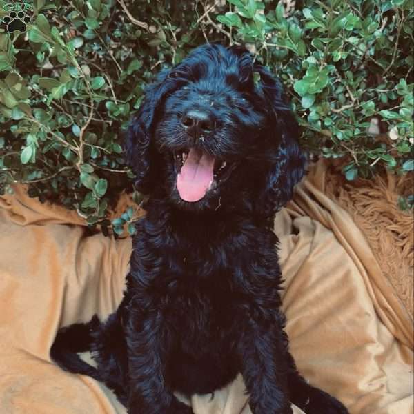 Spruce, Goldendoodle Puppy