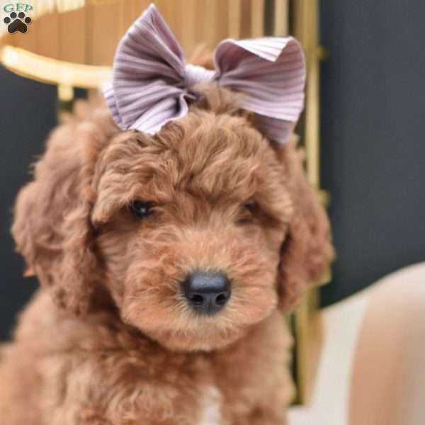 Ruby, Mini Goldendoodle Puppy