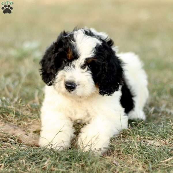 Bonnie, Mini Bernedoodle Puppy