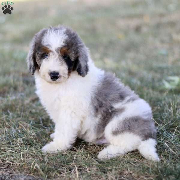 Bandit, Mini Bernedoodle Puppy