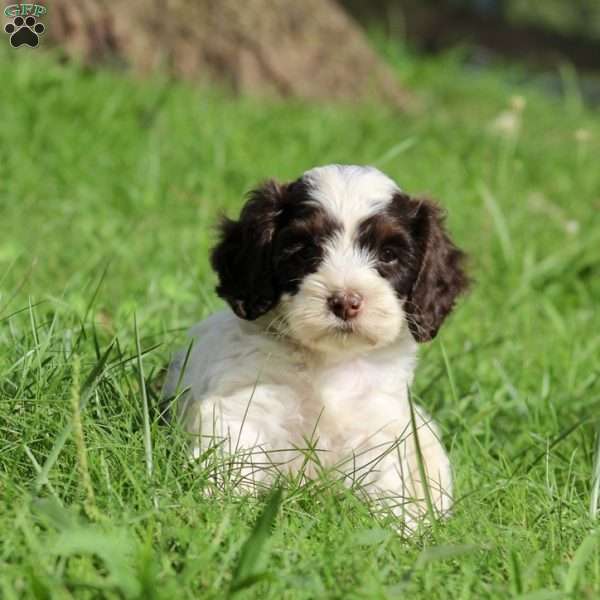 Dirk, Cockapoo Puppy