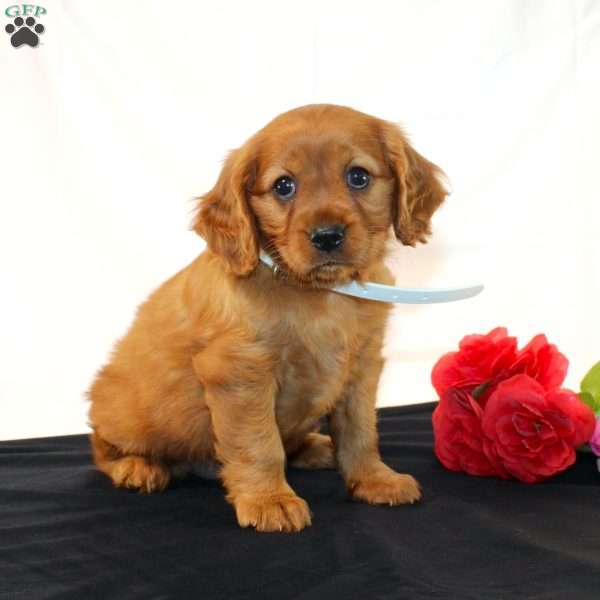 Zelly, Miniature Golden Retriever Puppy