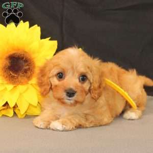 Kelly, Cavapoo Puppy