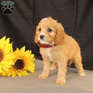 Karla, Cavapoo Puppy