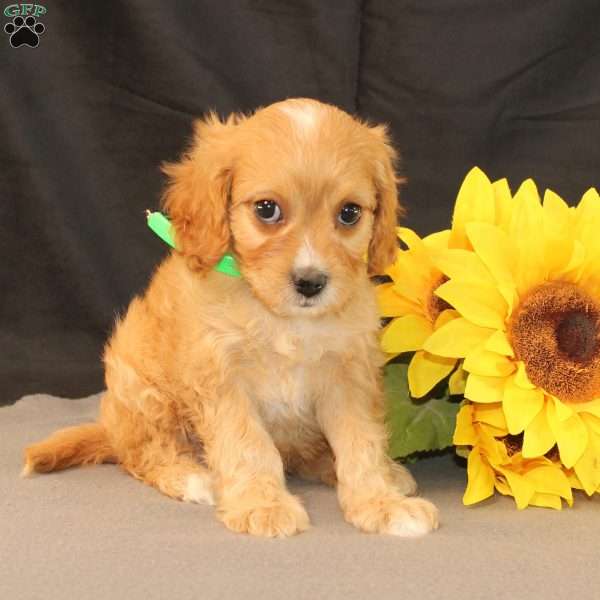 Kim, Cavapoo Puppy