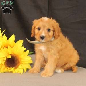 Kody, Cavapoo Puppy