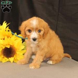 Kyle, Cavapoo Puppy