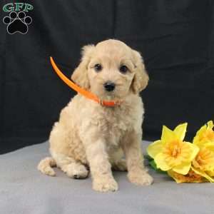 Dewdrop, Golden Cavadoodle Puppy