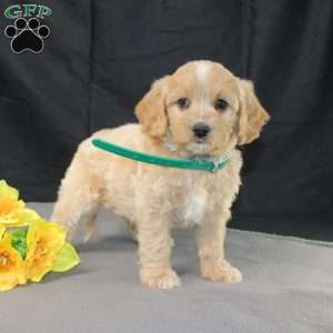 Dream, Golden Cavadoodle Puppy