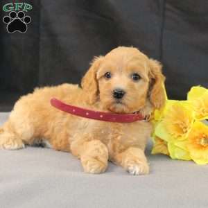 Dana, Golden Cavadoodle Puppy