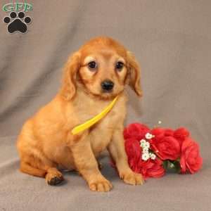 Naomi, Miniature Golden Retriever Puppy