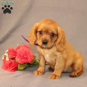 Nicole, Miniature Golden Retriever Puppy